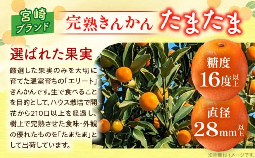 先行予約 完熟きんかん たまたま 計2kg以上 (1kg×2箱) 希少 期間限定 数量限定 フルーツ 果物 くだもの 柑橘 金柑 国産 食品 大粒 宮崎ブランド おすすめ デザート おやつ ギフト 贈り物 贈答 お返し お祝い おすそ分け 産地直送 日南市 送料無料_BC103-24