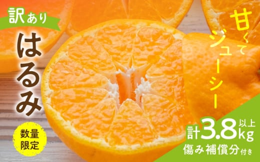 先行予約 訳あり はるみ 計3.8kg以上 傷み補償分入り 令和8年発送 期間限定 数量限定 フルーツ 果物 くだもの 柑橘 みかん オレンジ 国産 食品 デザート ジュース おやつ 希少 家庭用 不揃い 傷 規格外 訳アリ おすすめ おすそ分け 宮崎県 日南市 送料無料_AAV5-25