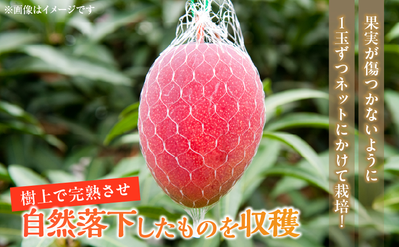 æ°ééå® å®®åŽçç£ å®çãã³ãŽãŒ 2LÃ2ç èš700gä»¥äž æééå® ãã«ãŒã ã¹ã€ãŒã æç© ãã ãã® é£å ã°ã«ã¡ ãã¶ãŒã åœç£ ç£å°çŽé äººæ° ãããã ãã〠é«çŽ ãè€çŸ èŽ
æ²¢ èŽãç© ã®ãã ãã¬ãŒã³ã 什å8幎çºéå å®®åŽç æ¥ååž éæç¡æ_C142-25