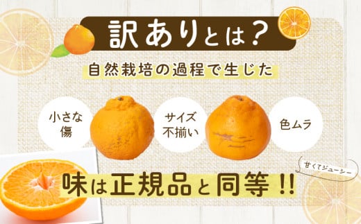 先行予約 訳あり 不知火 計3.8kg以上 傷み補償分入り 令和8年発送 期間限定 数量限定 フルーツ 果物 くだもの みかん オレンジ 柑橘 デザート ジュース おやつ 国産 食品 不揃い 傷 規格外 訳アリ 家庭用 おすそ分け おすすめ 宮崎県 日南市 送料無料_AAV6-25