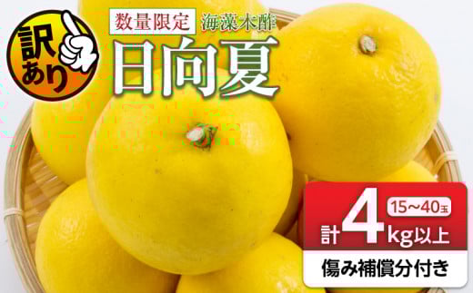 先行予約 訳あり 海藻木酢 日向夏 小夏 計4kg以上 傷み補償分付き 期間限定 数量限定 フルーツ 果物 くだもの 柑橘 みかん 訳アリ 国産 食品 デザート おやつ おすそ分け おすすめ ご家庭用 ご自宅用 B品 傷 マーマレード 産地直送 宮崎県 日南市 送料無料_ZZ19-23