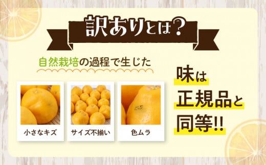 先行予約 訳あり はるみ 計3.8kg以上 傷み補償分入り 令和8年発送 期間限定 数量限定 フルーツ 果物 くだもの 柑橘 みかん オレンジ 国産 食品 デザート ジュース おやつ 希少 家庭用 不揃い 傷 規格外 訳アリ おすすめ おすそ分け 宮崎県 日南市 送料無料_AAV5-25