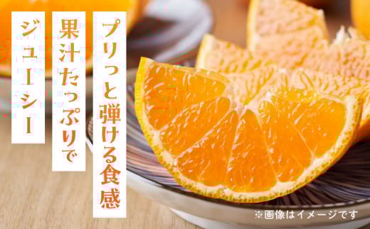 先行予約 訳あり はるみ 計3.8kg以上 傷み補償分入り 令和8年発送 期間限定 数量限定 フルーツ 果物 くだもの 柑橘 みかん オレンジ 国産 食品 デザート ジュース おやつ 希少 家庭用 不揃い 傷 規格外 訳アリ おすすめ おすそ分け 宮崎県 日南市 送料無料_AAV5-25