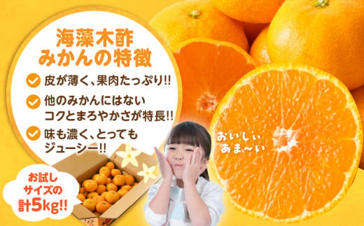 訳あり 数量限定 海藻木酢みかん 計 5kg 以上 傷み補償分入り フルーツ 果物 くだもの 柑橘 みかん 国産 期間限定 みかんジュース 食品 家庭用 自宅用 B品 わけあり オレンジ デザート おやつ おすすめ おすそ分け ご褒美 産地直送 宮崎県 日南市 送料無料_A94-25