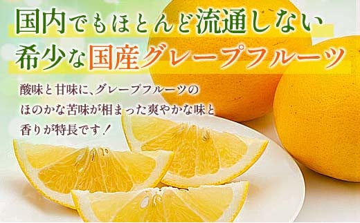 ★テレビで紹介された★ 数量限定 グレープフルーツ 月夜実 白 つくよみ 計4kg以上 期間限定 希少 完熟 果物 くだもの 柑橘 オリジナル ブランド 国産 食品 人気 おすすめ デザート スイーツ おやつ おすそ分け お取り寄せ グルメ 産地直送 宮崎県 日南市 送料無料_BC102-24