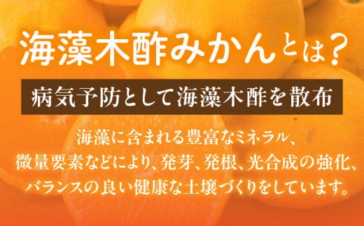 訳あり 数量限定 海藻木酢みかん 計 5kg 以上 傷み補償分入り フルーツ 果物 くだもの 柑橘 みかん 国産 期間限定 みかんジュース 食品 家庭用 自宅用 B品 わけあり オレンジ デザート おやつ おすすめ おすそ分け ご褒美 産地直送 宮崎県 日南市 送料無料_A94-25