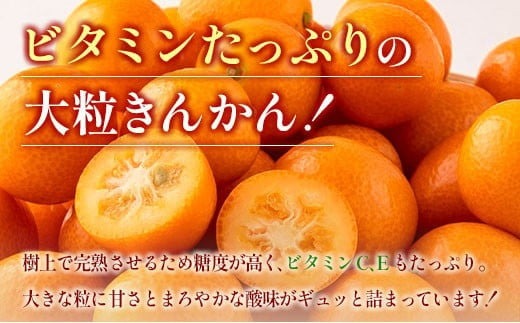 先行予約 完熟きんかん たまたま 計2kg以上 (1kg×2箱) 希少 期間限定 数量限定 フルーツ 果物 くだもの 柑橘 金柑 国産 食品 大粒 宮崎ブランド おすすめ デザート おやつ ギフト 贈り物 贈答 お返し お祝い おすそ分け 産地直送 日南市 送料無料_BC103-24