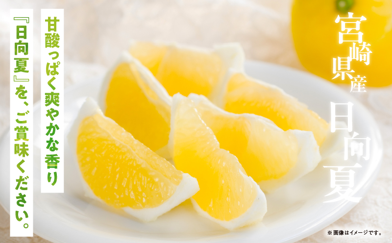 先行予約 日向夏 計5kg以上 化粧箱入り 期間限定 数量限定 果物 フルーツ くだもの 柑橘 みかん 令和8年発送 ジュース フルーツサンド おやつ デザート 国産 食品 おすすめ ギフト 贈り物 贈答 おすそ分け お祝い お返し 宮崎県 日南市 送料無料_CC74-25