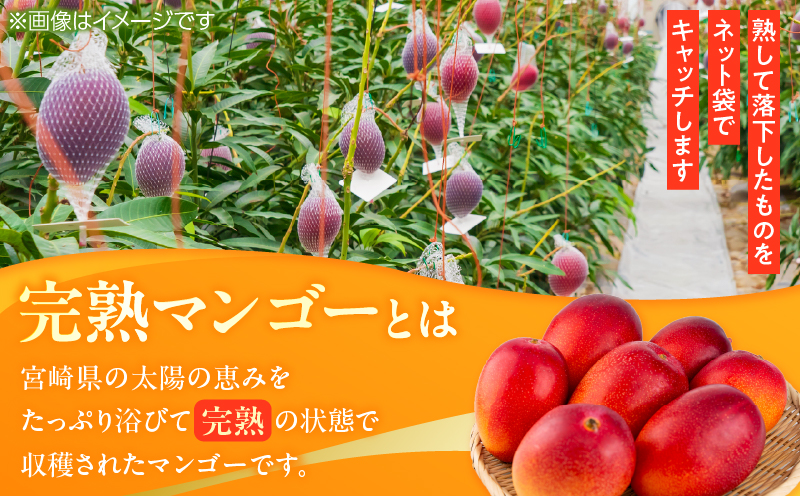 数量限定 完熟マンゴー 3L×2玉 フルーツ 果物 くだもの 国産 期間限定 先行予約 食品 デザート おやつ 人気 おすすめ おすそ分け ご褒美 お祝 お取り寄せ グルメ 産地直送 お土産 ギフト プレゼント 贈り物 贈答品 宮崎県 日南市 送料無料_DD8-23