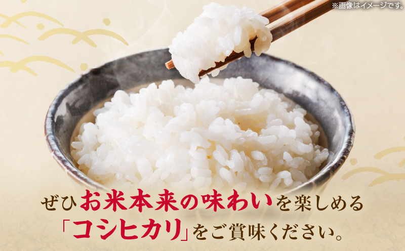 什å7å¹Žç£ ã³ã·ãã«ãª èš800g ãç±³ ã飯 ã©ã€ã¹ åœç£ æ°ééå® äººæ° é£å 粟米 çœç±³ ããã²ãã ææŽç±³ ãã«ãã ãåŒåœ çã蟌ã¿ã飯 éç ã®ãã ãã¬ãŒã³ã èŽãç© ãåãå¯ã ç£å°çŽé å®®åŽç æ¥ååž éæç¡æ_ZVV2-25