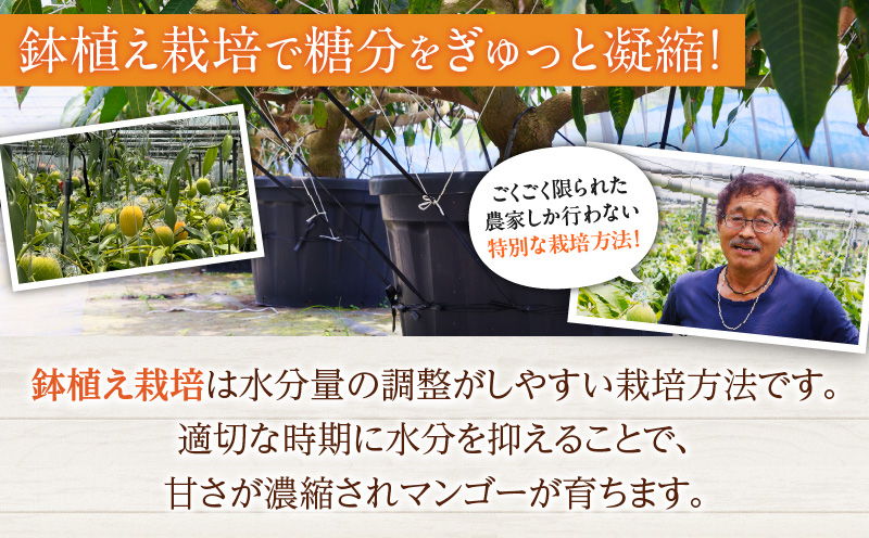 訳あり 数量限定 希少 完熟 マンゴー 鉢植え栽培 計1kg以上 期間限定 くだもの 果物 フルーツ 不揃い 糖度13度以上 日南市産 国産 ご家庭用 食品 デザート おやつ 人気 おすすめ ご褒美 おすそ分け 産地直送 トロピカルフルーツ 冷蔵 宮崎県 送料無料_CB95-24