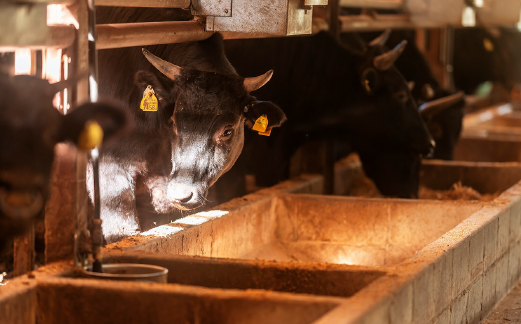 ãèªç€Ÿç§å Žåçãå°æåžç£ 黿¯åç 赀身ã¹ããŒã 200gÃ3æïŒçè åœç£ç 黿¯åç åç 赀身 ã¹ããŒãïŒ