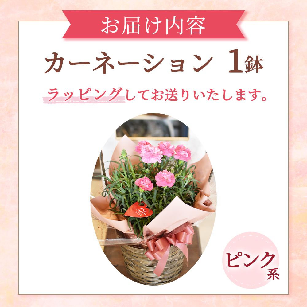 【母の日ギフト・先行予約受付】カーネーション（ピンク系5号鉢）母の日 カーネーション バスケット ラッピング ギフト仕様 ギフト 宮崎県 小林市(カーネーションアカ)