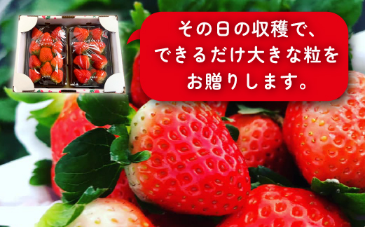 【先行受付】小林市産 朝摘み新鮮いちご 詰め合わせ （250g×2パック） 苺 イチゴ 果物 贈答用 プレゼント 先行予約