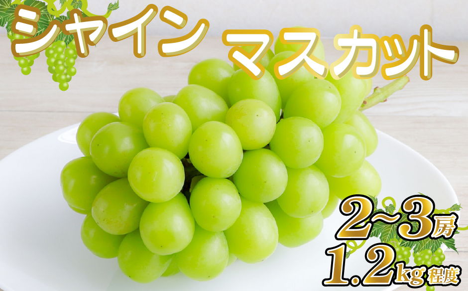 【産直もぎたて】シャインマスカット 1.2kg程度（果実 くだもの フルーツ ブドウ マスカット 贈答用 限定）