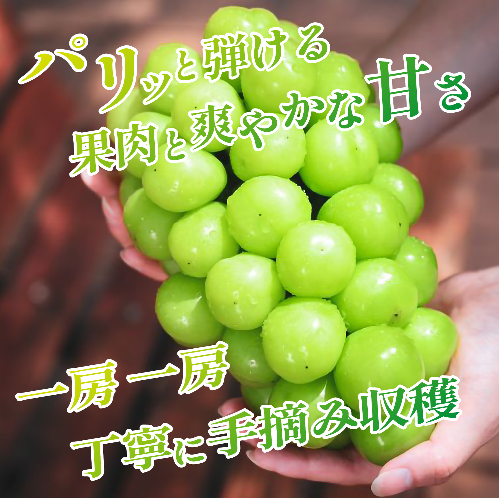 ã芳å
蟲åçŽéïŒãã·ã£ã€ã³ãã¹ã«ãã 2kgçšåºŠïŒ3ïœ4æ¿ ã¶ã©ã ãã㊠ãã¹ã«ãã ãã«ãŒã æç©ïŒ