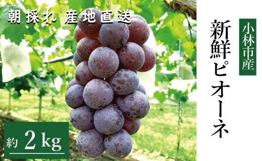 【産直もぎたて】新鮮ピオーネ 2kg程度（国産 ブドウ ぶどう 果物 くだもの フルーツ 贈答用 プレゼント 限定）