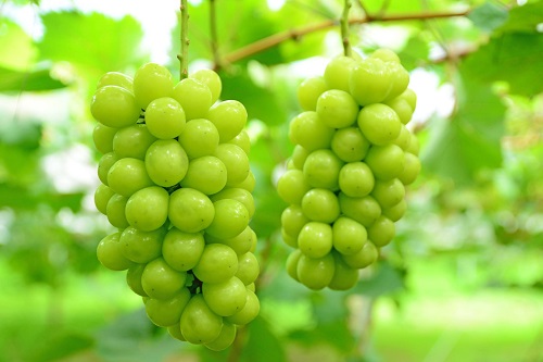 【産直もぎたて】シャインマスカットと旬のぶどうセット（果実 くだもの フルーツ ブドウ マスカット人気 限定 小林市）