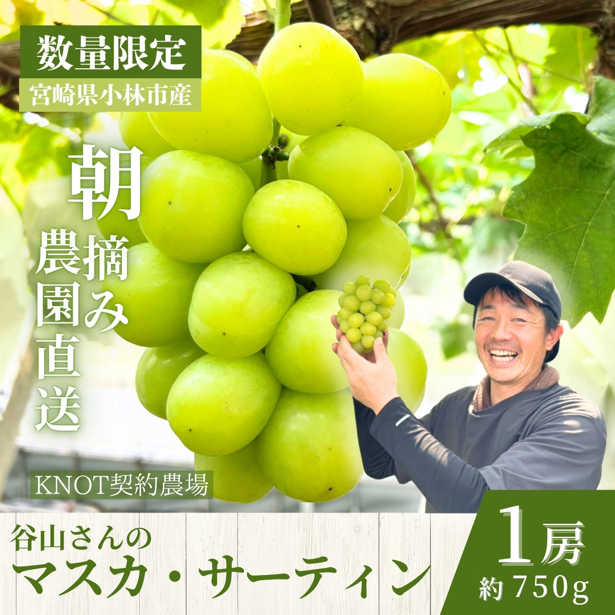 【2026年発送 先行予約】特選大房朝摘み完熟マスカ・サーティン1房 750g程度（ブドウ ぶどう シャインマスカット 希少 先行受付 2026 宮崎県）