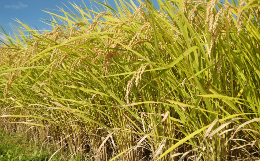 【地元ブランド米】令和7年産 須木米 20kg（国産 米 新米 令和7年産米 精米 ヒノヒカリ 限定 ギフト 人気）