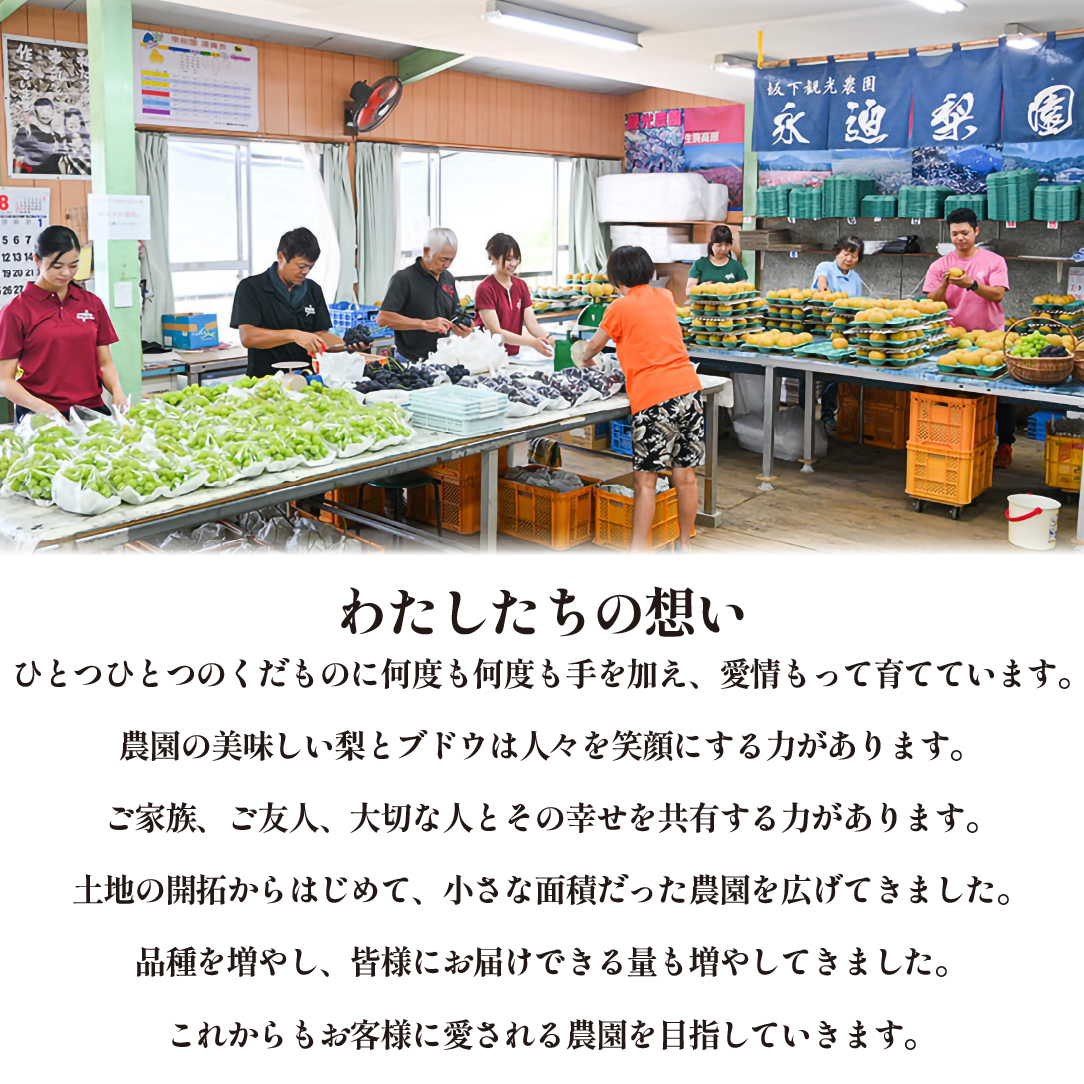 ã2026幎çºé å
è¡äºçŽãæ¬ã®æ¢šè©°ãåãã 3kgïŒæ¢š ãªã ãã· æç© ãã«ãŒã 2026 å
è¡åä» éå®ïŒ