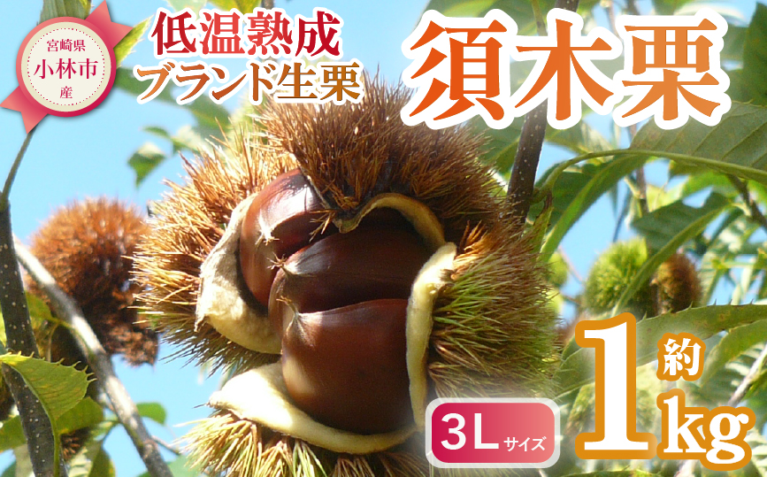 【低温熟成】ブランド栗「須木栗」3Lサイズ 1kg程度(生栗 マロン 栗 熟成 果物 フルーツ 限定 秋 旬)