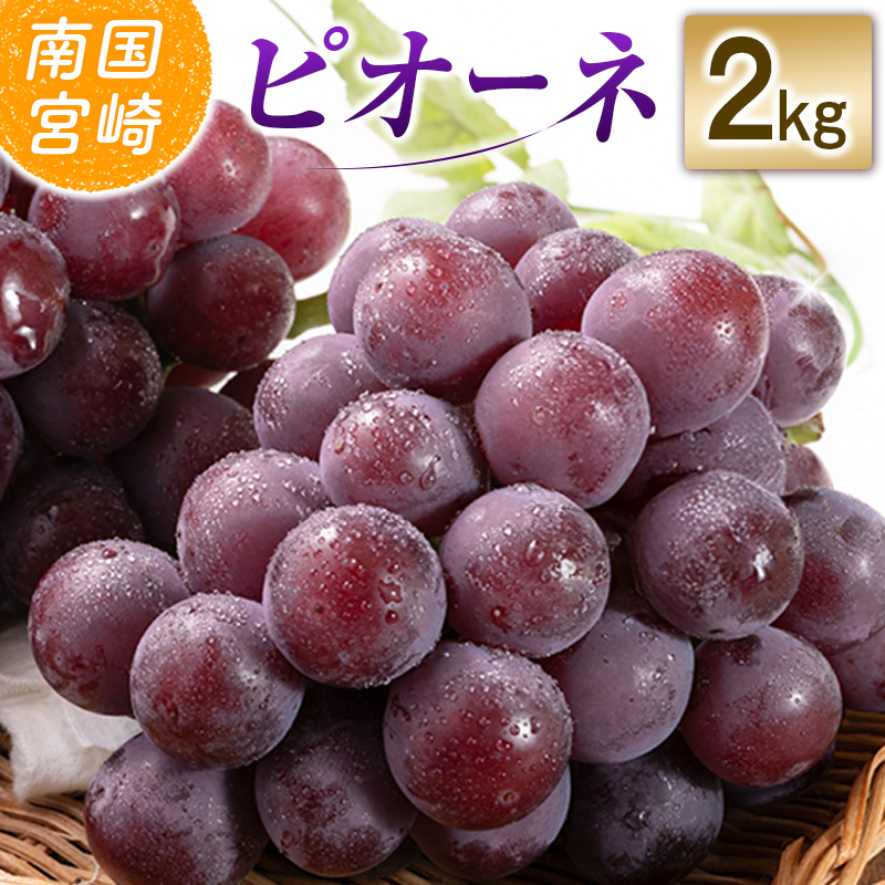 【令和8年発送 先行予約】小林市産 ピオーネ 2kg（ぶどう ブドウ ピオーネ フルーツ 果物 くだもの 先行受付 限定）