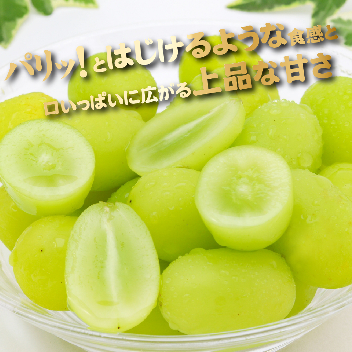 	【2026年発送 先行予約】朝摘み樹上完熟シャインマスカット 2kg程度（ブドウ ぶどう シャインマスカット フルーツ 先行受付 2026 宮崎県）