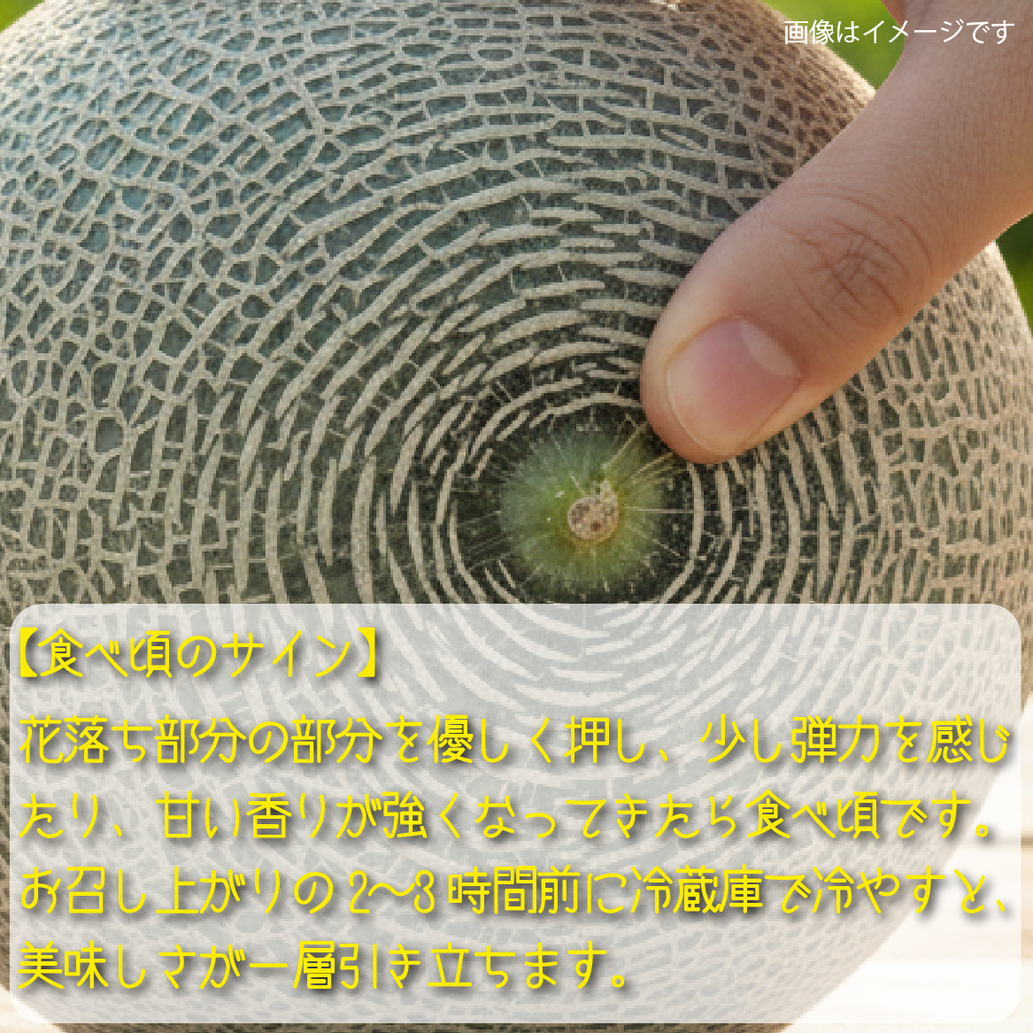 【2026年発送 先行予約】生産農家応援・もぎたて直送 タカミメロン 5kg程度（メロン フルーツ 果物 くだもの 先行受付 2026 宮崎）