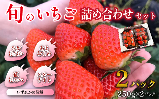 【先行受付】小林市産 朝摘み新鮮いちご 詰め合わせ （250g×2パック） 苺 イチゴ 果物 贈答用 プレゼント 先行予約