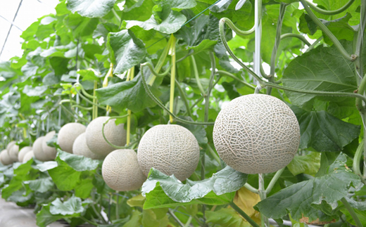 【先行受付・宮崎ブランドフルーツ】小林市産アールスメロン”めろめろメロン”　赤肉2玉セット 3.4kg程度（フルーツ メロン 2025 先行予約 果物 人気 限定 宮崎 小林市）