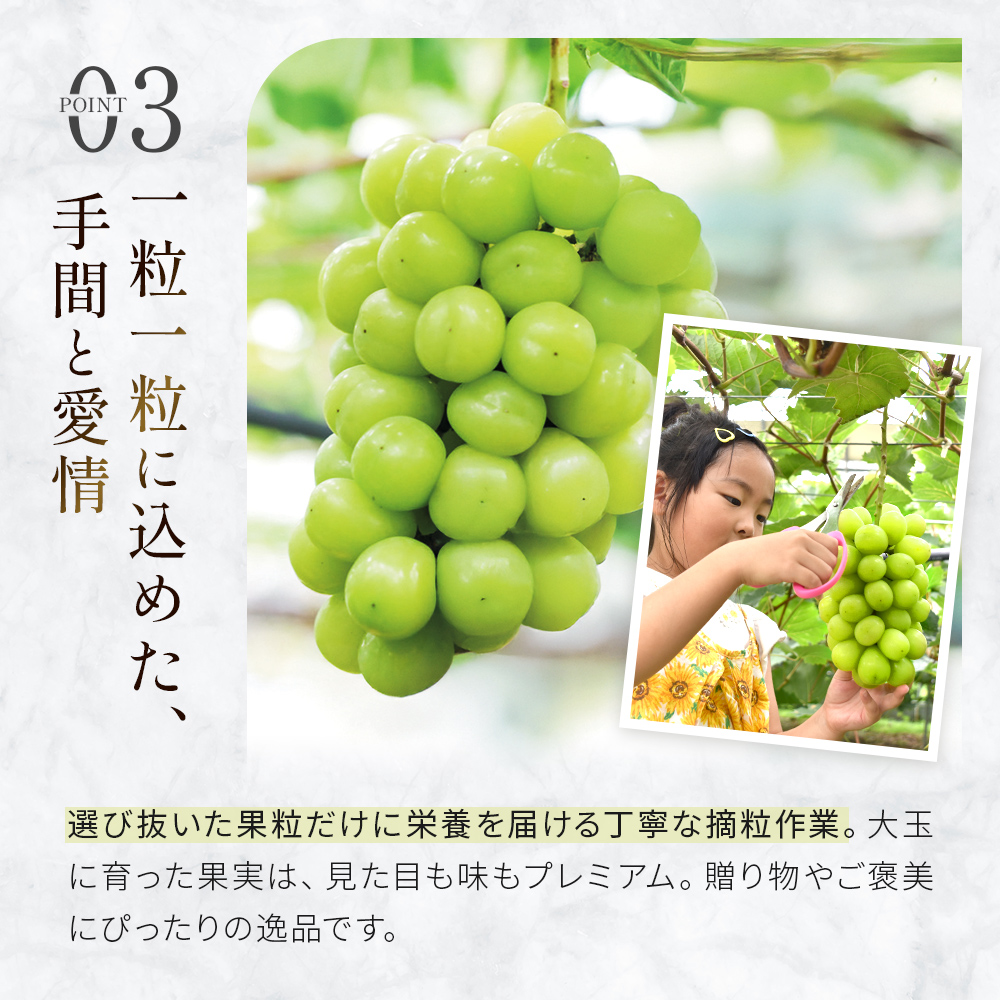 ãå
è¡äºçŽ/2026幎çºéãã·ã£ã€ã³ãã¹ã«ããçã®æ¬ã®ã¶ã©ãè©°ãåãã 2.5kgïŒã·ã£ã€ã³ãã¹ã«ãã ã¶ã©ã ãã㊠æç© ã»ãã è©°ãåãã ãã«ãŒã 2026 èŽççš éå®ïŒ