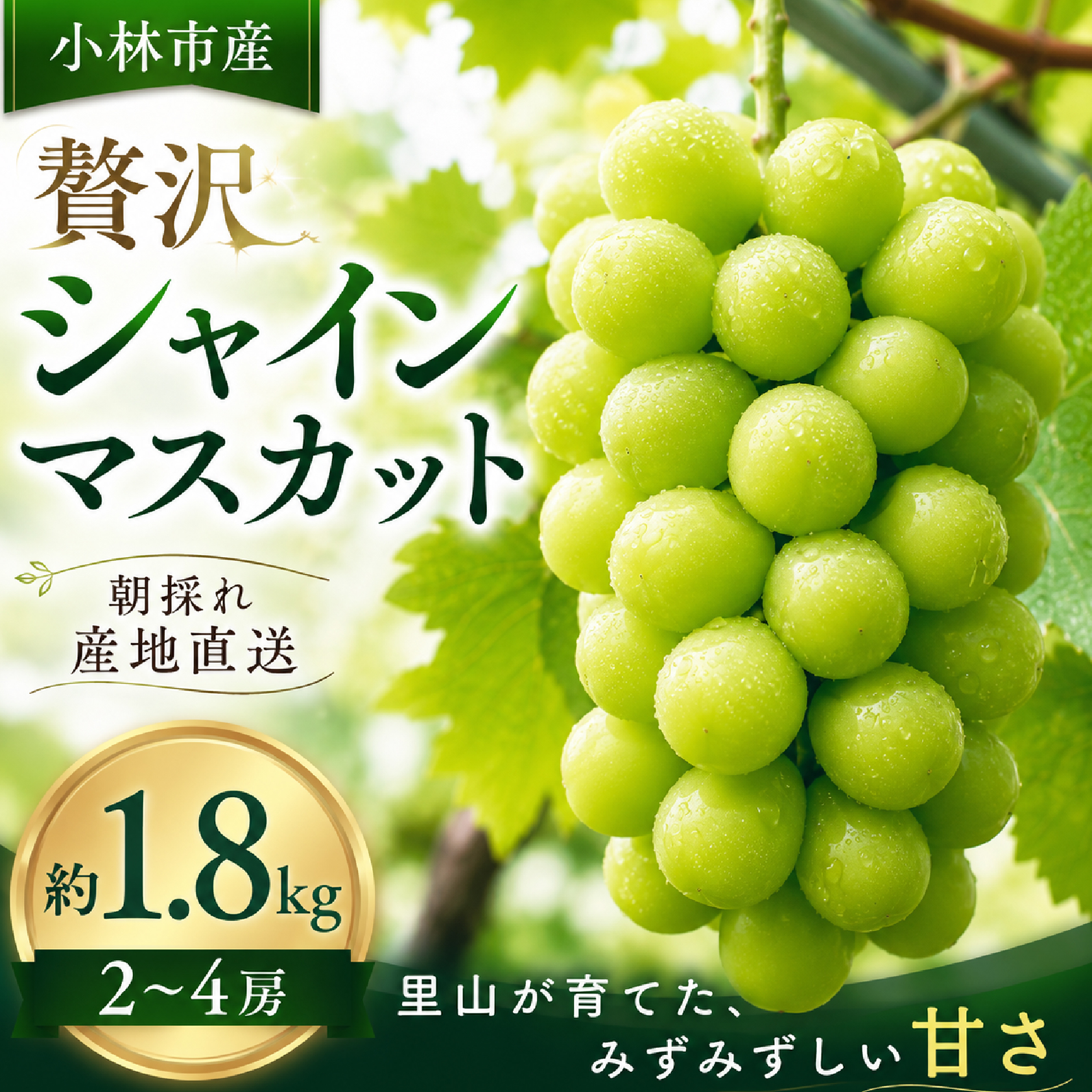  【令和8年発送 先行予約】贅沢シャインマスカット1.8kg程度（果実 フルーツ ぶどう マスカット 2026 先行受付 人気 限定 宮崎 小林市）