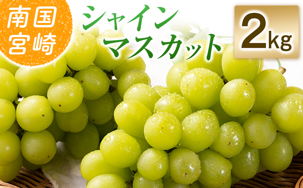 【令和8年発送 先行予約】小林市産 シャインマスカット 2kg（ブドウ ぶどう シャインマスカット マスカット フルーツ 果物 先行受付 限定）