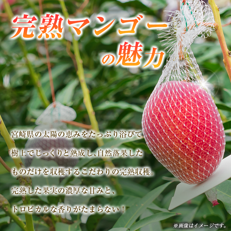 【令和8年発送 先行予約】完熟マンゴー 3L×2玉（フルーツ マンゴー 完熟マンゴー アップルマンゴー 果物 くだもの 先行受付）