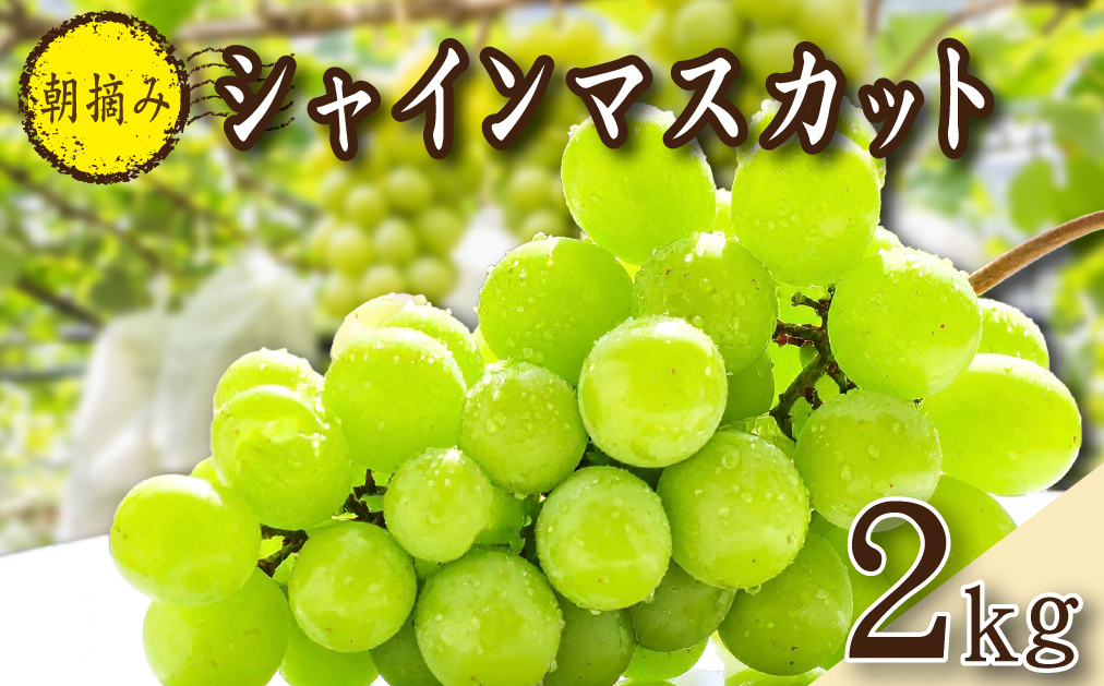 	【2026年発送 先行予約】朝摘み樹上完熟シャインマスカット 2kg程度（ブドウ ぶどう シャインマスカット フルーツ 先行受付 2026 宮崎県）