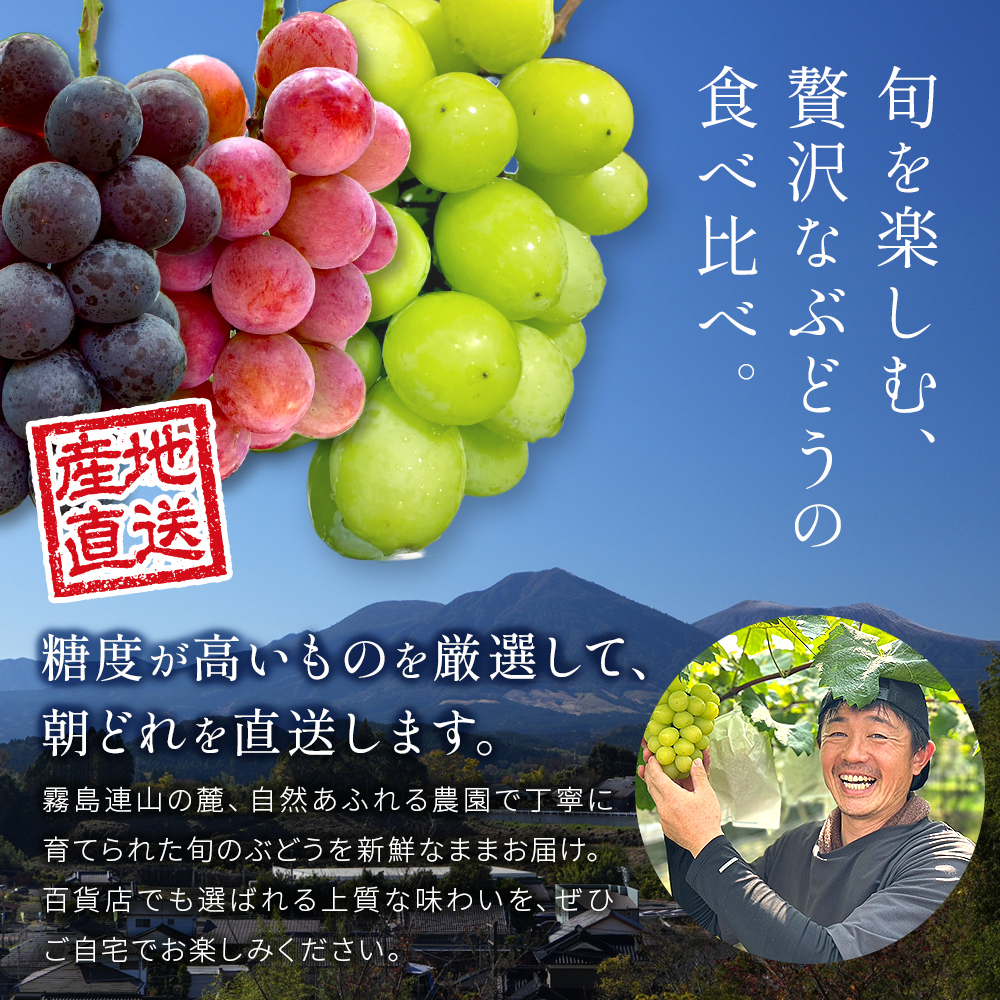 【残り在庫わずか】旬のぶどう３種食べ比べ アソート 計2kg程度 （ シャインマスカット オーロラブラック クイーンニーナ ） ぶどう ブドウ シャインマスカット シャイン マスカット フルーツ 果物 くだもの ぶどう食べ比べ 宮崎県小林市
