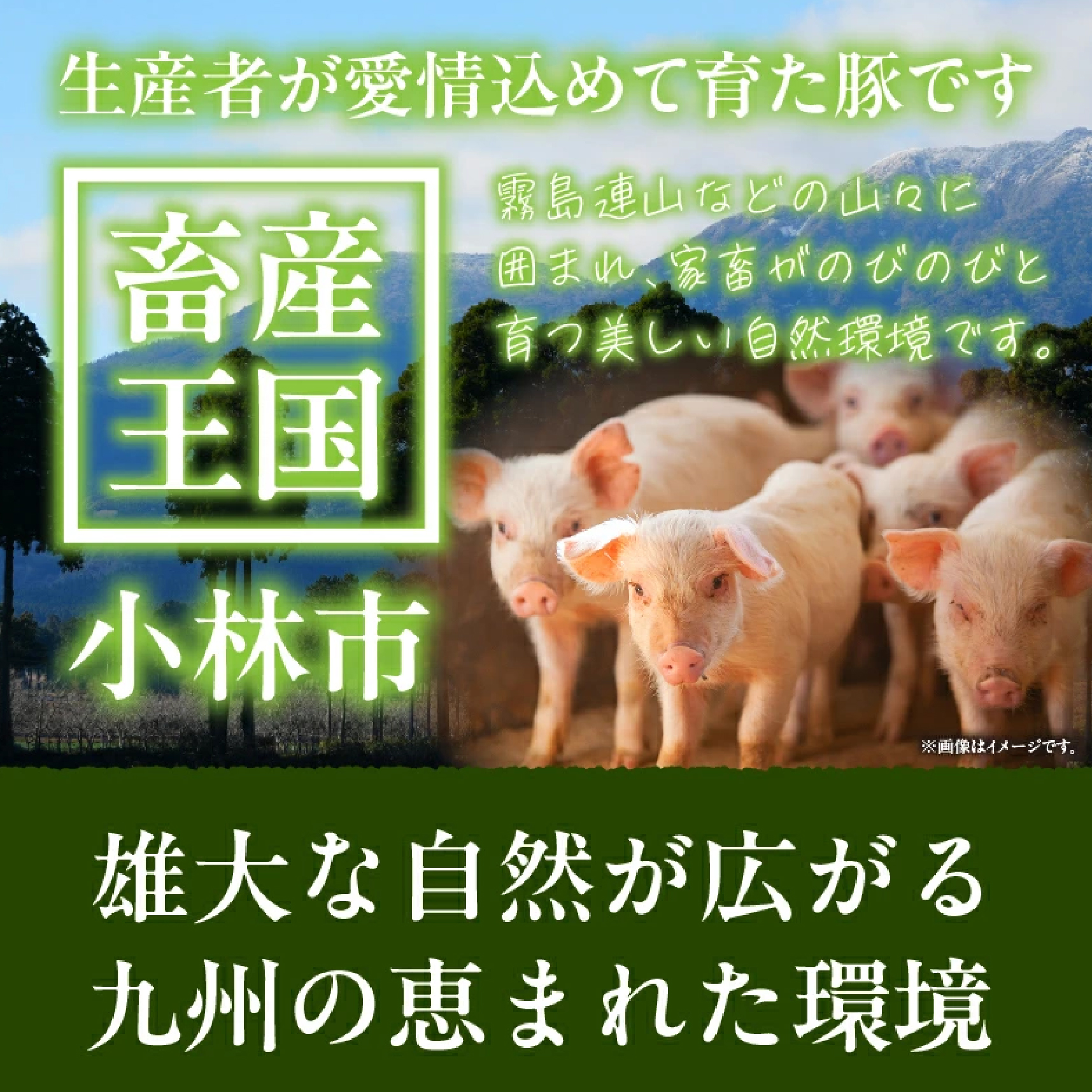 ãèš³ãããä¹å·ç£è±èããŒã¹ãšããã€èš1.4kg(è±è ããŒã¹ ãšãã〠è±ããŒã¹ ããŒã¹ã«ã ååã ä¹å·ç£ åœç£è±è ãžã¥ãŒã·ãŒ ãããã çã¿ã®ããè èå )