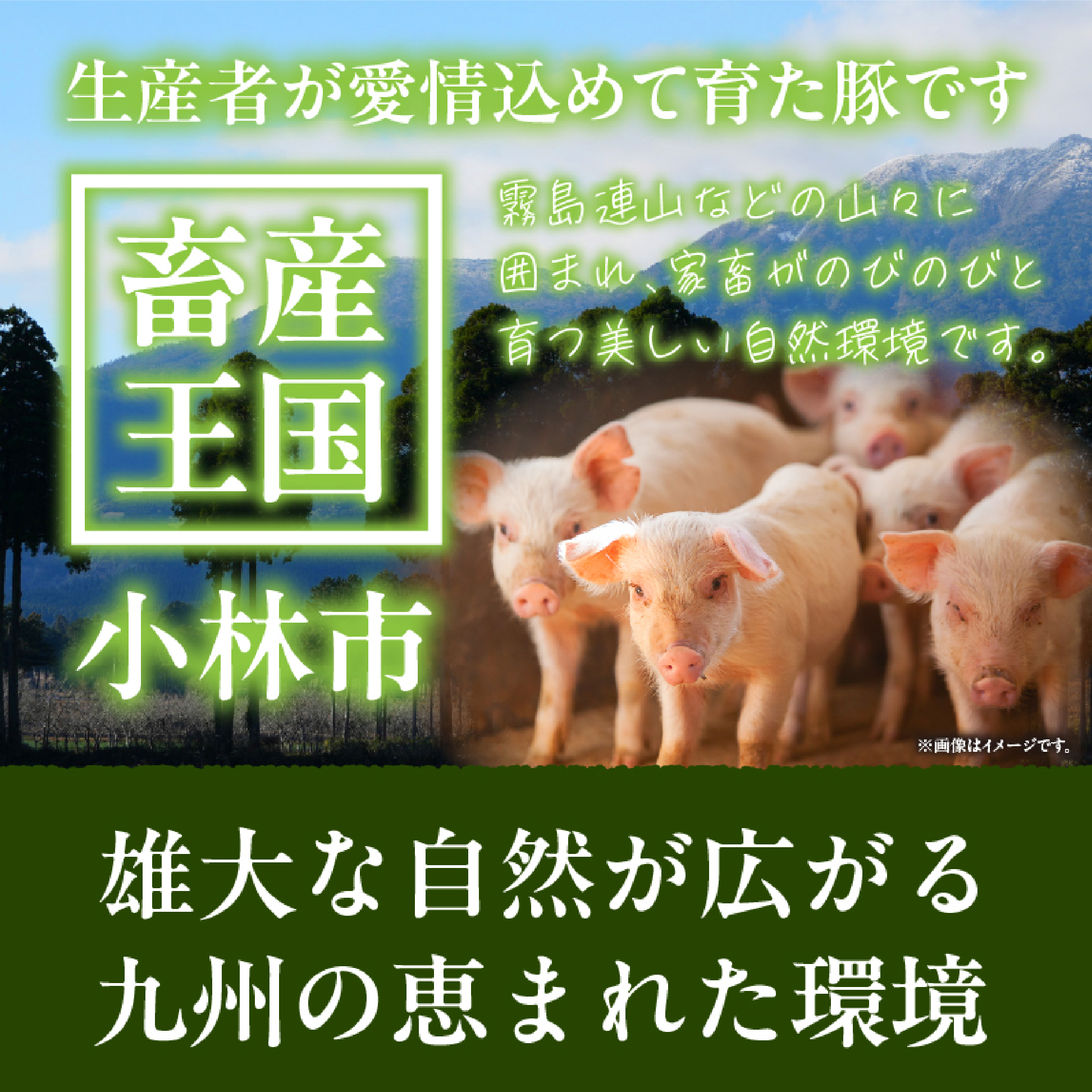 【訳あり】宮崎県産ホエー豚万能 小間切れ 3kg（豚肉 豚 ホエイ豚 こま切れ 豚こま 豚小間切れ 豚しゃぶ 訳あり 小分け）