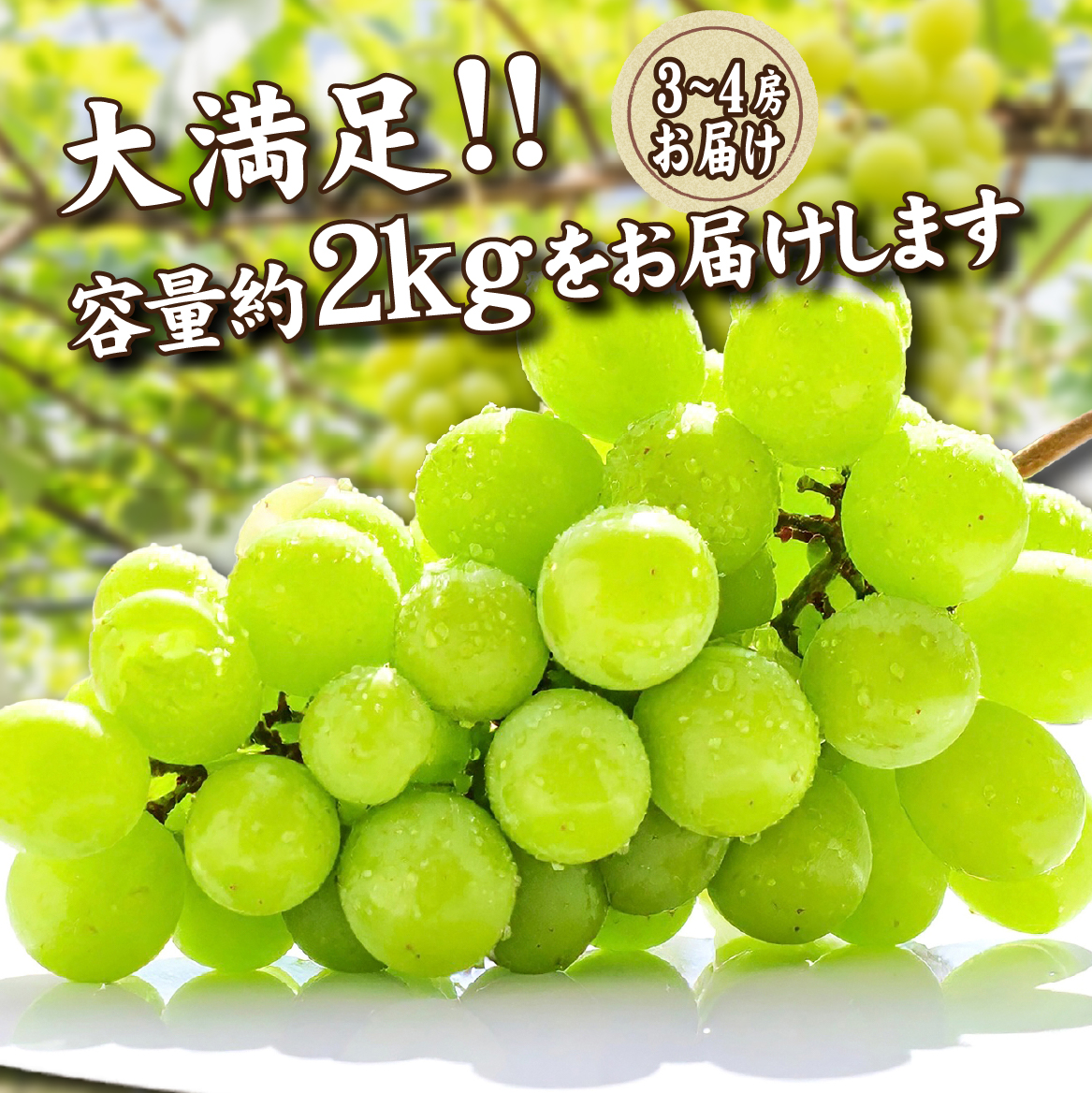 	【2026年発送 先行予約】朝摘み樹上完熟シャインマスカット 2kg程度（ブドウ ぶどう シャインマスカット フルーツ 先行受付 2026 宮崎県）