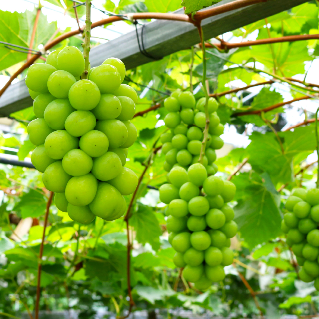 ãå
è¡äºçŽ/2026幎çºéãã·ã£ã€ã³ãã¹ã«ããçã®æ¬ã®ã¶ã©ãè©°ãåãã 2.5kgïŒã·ã£ã€ã³ãã¹ã«ãã ã¶ã©ã ãã㊠æç© ã»ãã è©°ãåãã ãã«ãŒã 2026 èŽççš éå®ïŒ