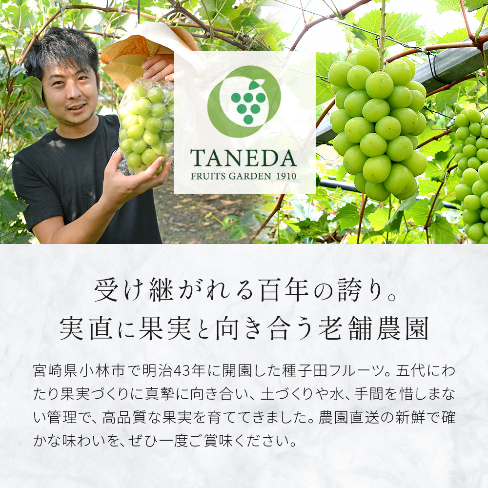 【先行予約 令和8年発送】シャインマスカット等と旬の梨セット計2kg（フルーツ 果物 くだもの シャインマスカット ブドウ 先行受付 2026 贈答用 プレゼント 限定）