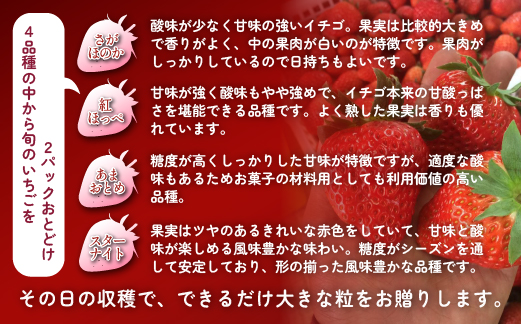 【先行受付】小林市産 朝摘み新鮮いちご 詰め合わせ （250g×2パック） 苺 イチゴ 果物 贈答用 プレゼント 先行予約