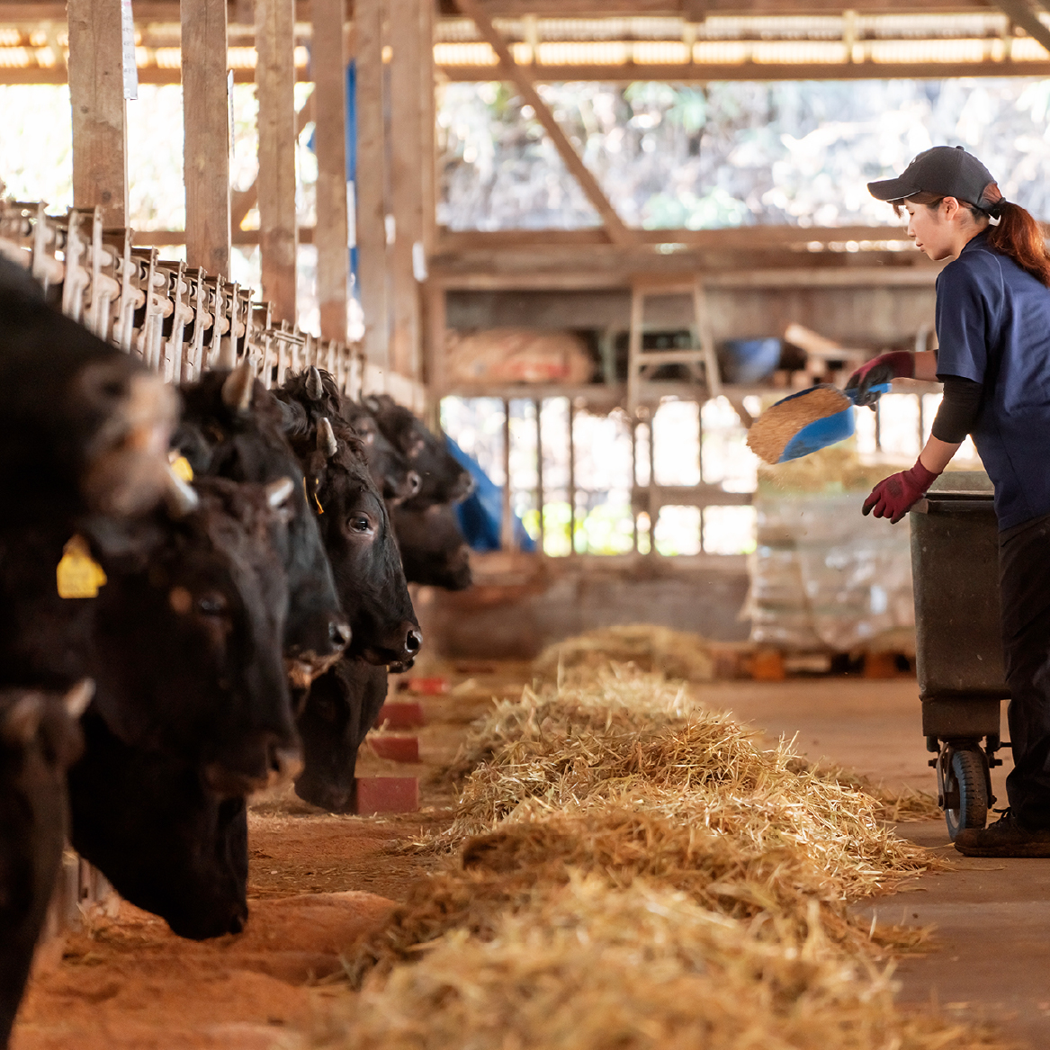 【自社農場和牛】黒毛和牛 小間切れ 1.2kg（カレー・ビーフシチュー用）黒毛和牛 牛肉 こま切れ 赤身 霜降り カレー