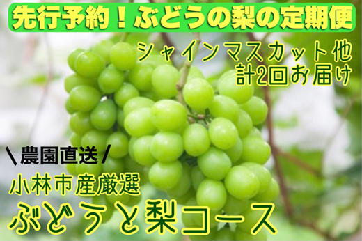 先行受付！ぶどうと梨の定期便】フルーツ農園もぎたて直送！小林市産厳選ぶどうと梨コース（定期便 フルーツ フルーツ定期便 2025 シャインマスカット 先行予約 宮崎 果物）