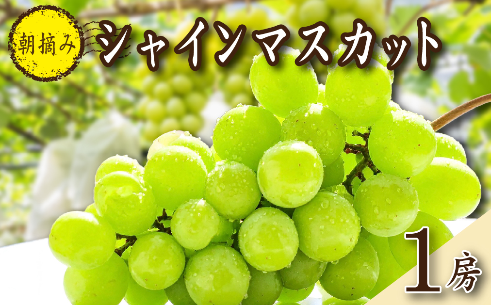 【2026年発送 先行予約】特選大房朝摘み完熟シャインマスカット1房 750g程度（ブドウ ぶどう フルーツ シャインマスカット 先行受付 2026 宮崎県）