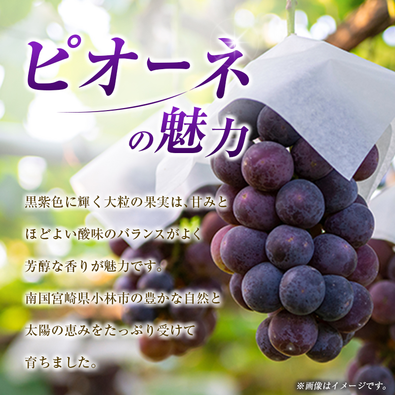 【令和8年発送 先行予約】小林市産 ピオーネ 1kg（ぶどう ブドウ ピオーネ フルーツ 果物 くだもの 先行受付 限定）