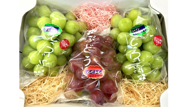 【先行受付・産直もぎたて】シャインマスカットと旬のぶどう 1.7kg程度（果実 フルーツ ぶどう マスカット 2025 先行予約 人気 限定 宮崎 小林市）