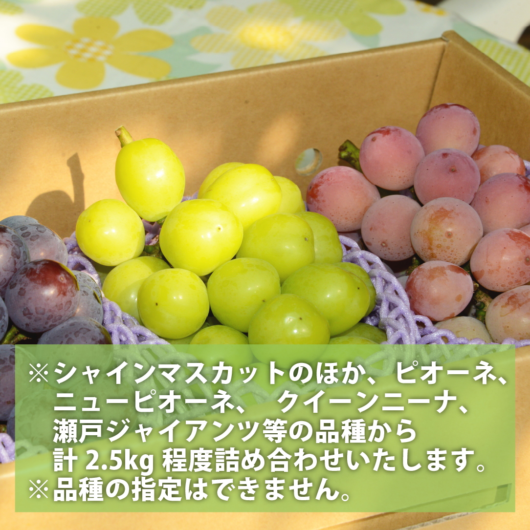 ãå
è¡äºçŽ/2026幎çºéãã·ã£ã€ã³ãã¹ã«ããçã®æ¬ã®ã¶ã©ãè©°ãåãã 2.5kgïŒã·ã£ã€ã³ãã¹ã«ãã ã¶ã©ã ãã㊠æç© ã»ãã è©°ãåãã ãã«ãŒã 2026 èŽççš éå®ïŒ