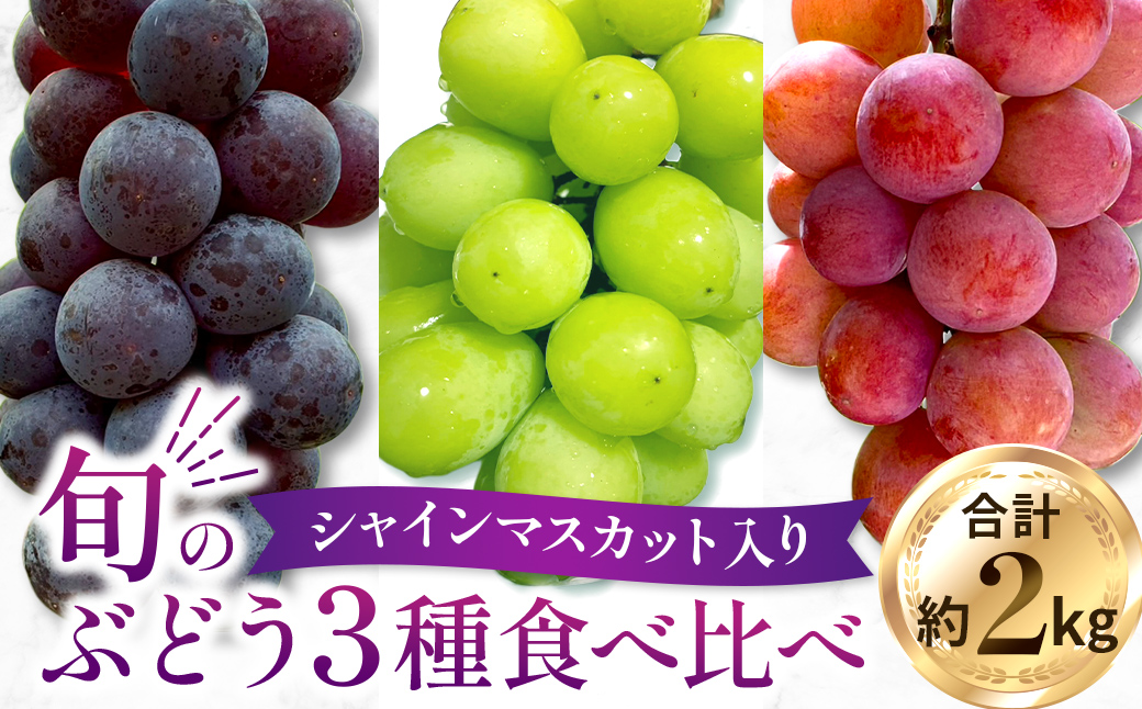 【2026年発送 先行予約】旬のぶどう３種食べ比べ アソート 計2kg程度（ シャインマスカット オーロラブラック・ピオーネ クイーンニーナ ） ぶどう ブドウ シャインマスカット シャイン マスカット フルーツ 果物 ぶどう食べ比べ